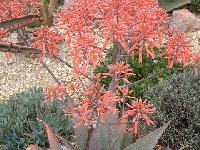 Aloe abyssinica JLcoll.227 (name maybe not accurate but plant is giant and beautiful!) also by 100 seeds